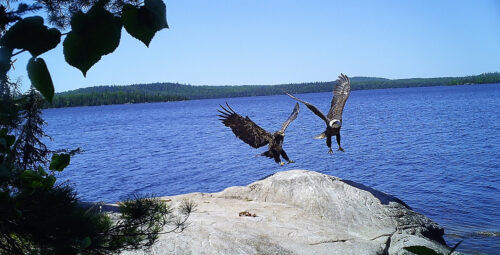 Bald Eagles Landing on Rock