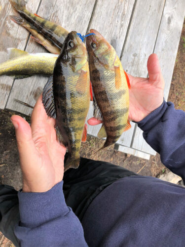 bass fish in guests hands