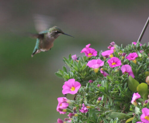 Hummingbird Hovering over Flowers