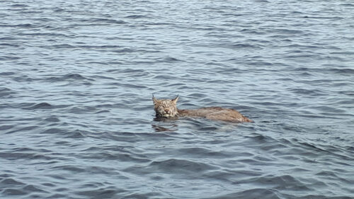 Lynx Swimming in Water