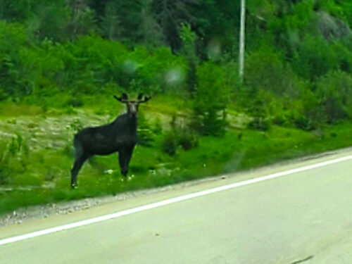 Moose by Road