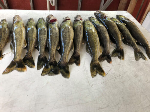not bad for a day's catch